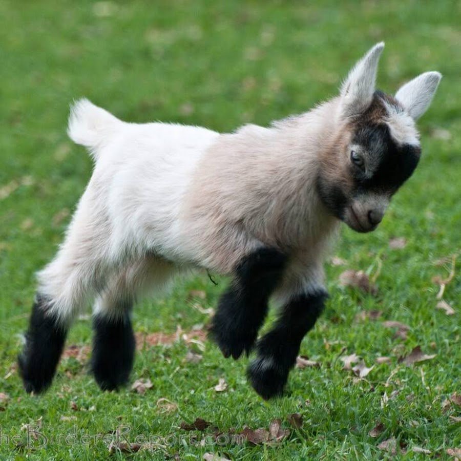 Детеныш козы