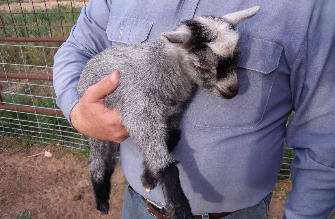 Камерунская порода коз