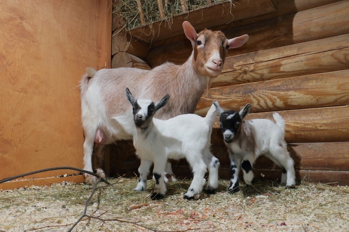 Две козы с козлятами