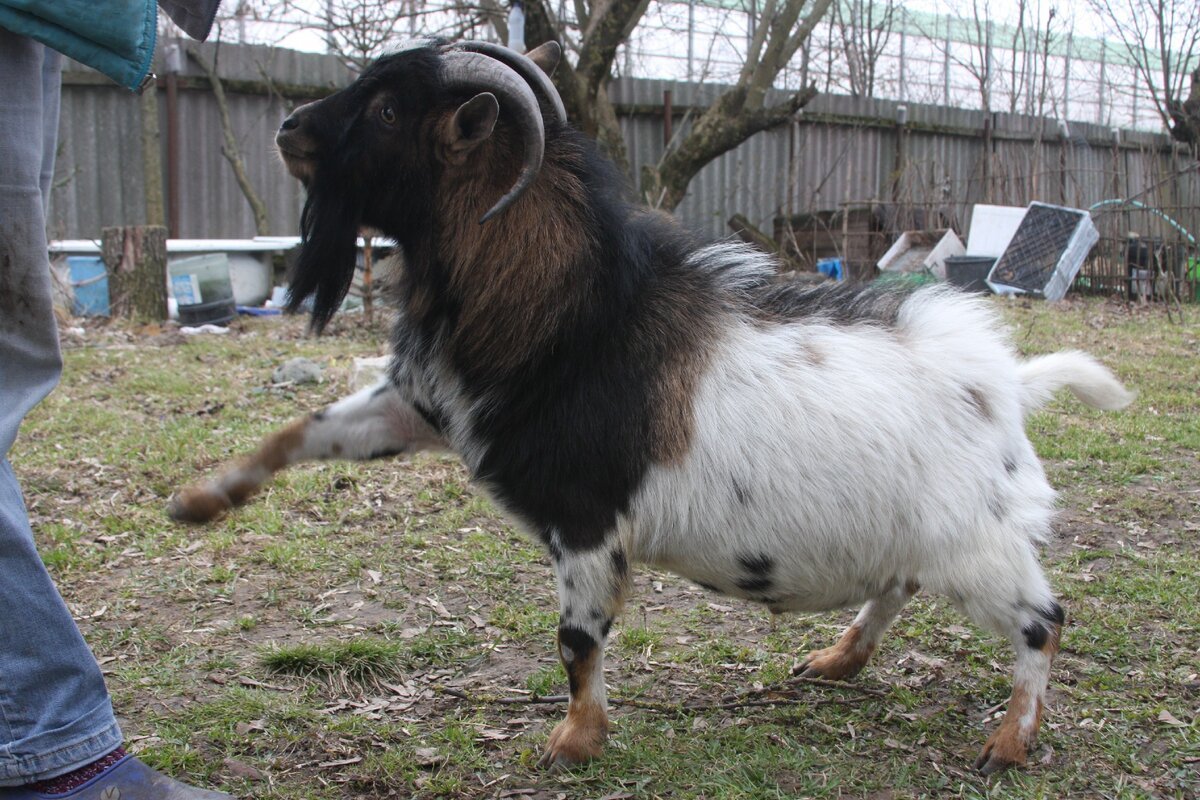 Камерунский козёл