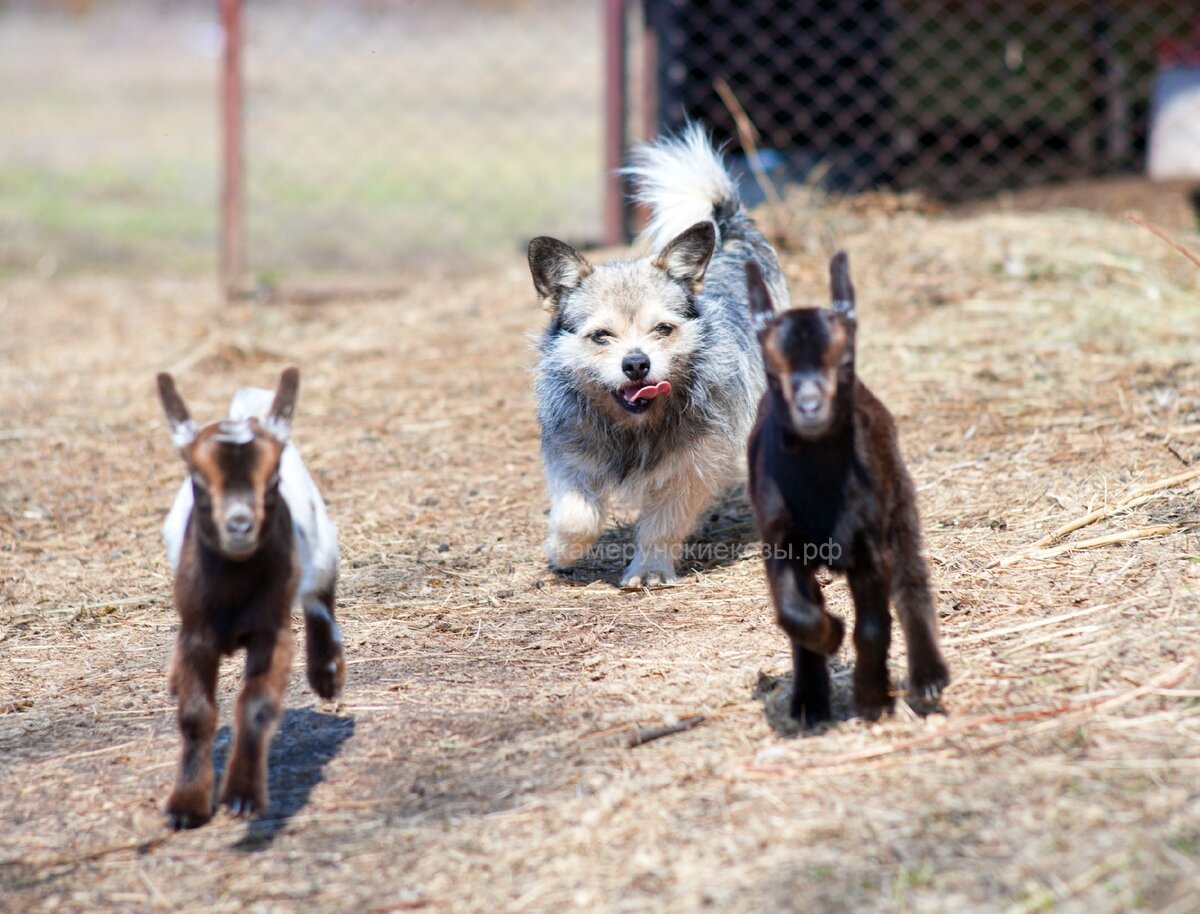 Камерунская порода коз