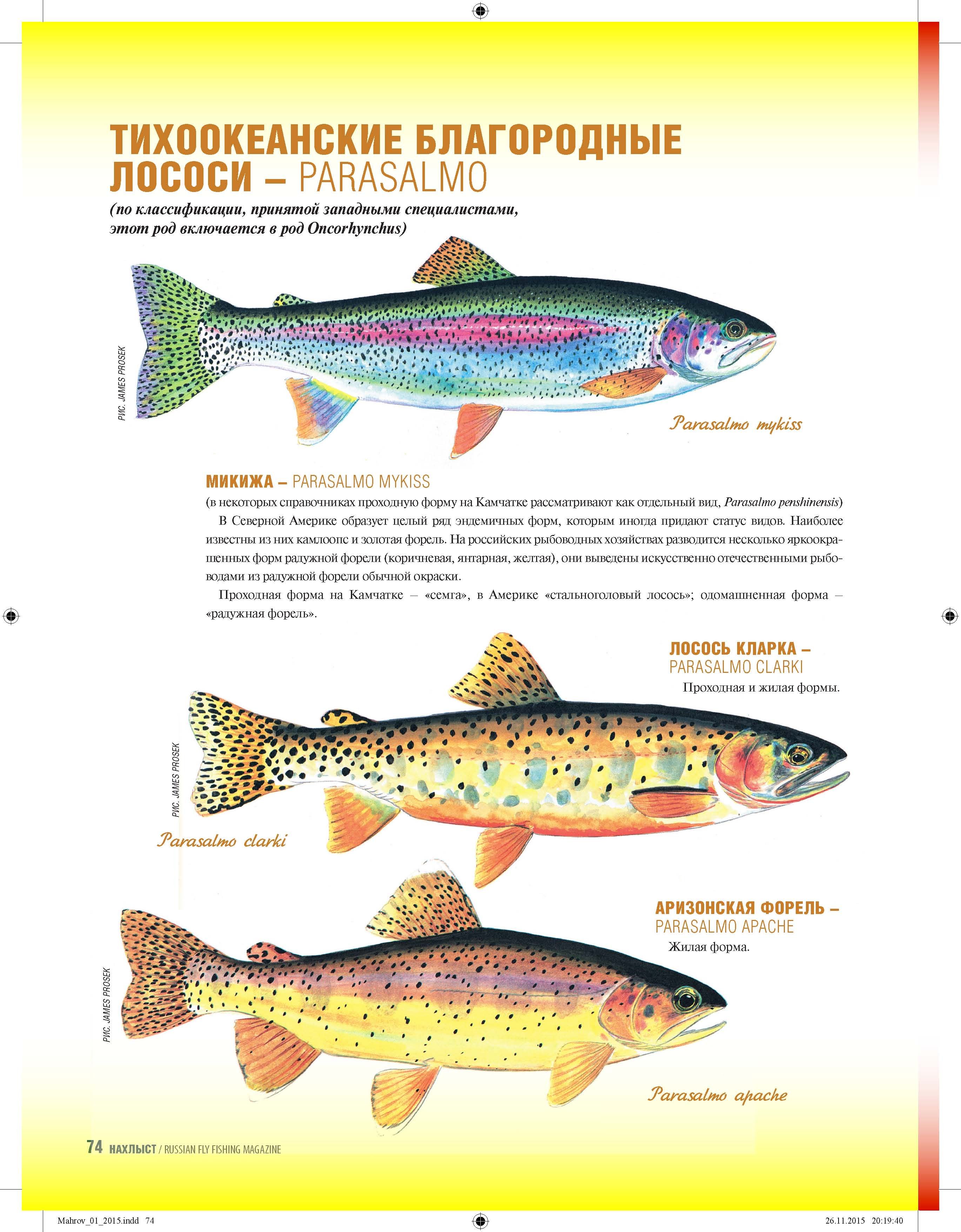Чем отличается лосось. Радужная форель и кумжа отличия. Рыбы семейства лососевых названия. Радужная форель это красная рыба. Подвиды лососевых рыб.