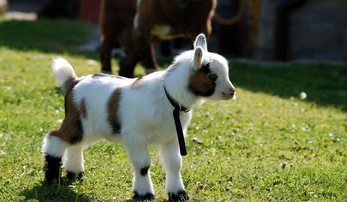 Камерунская порода коз