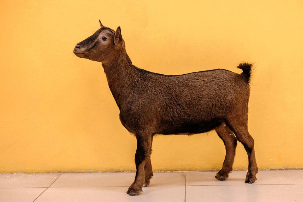 Карликовая коза Пигмей