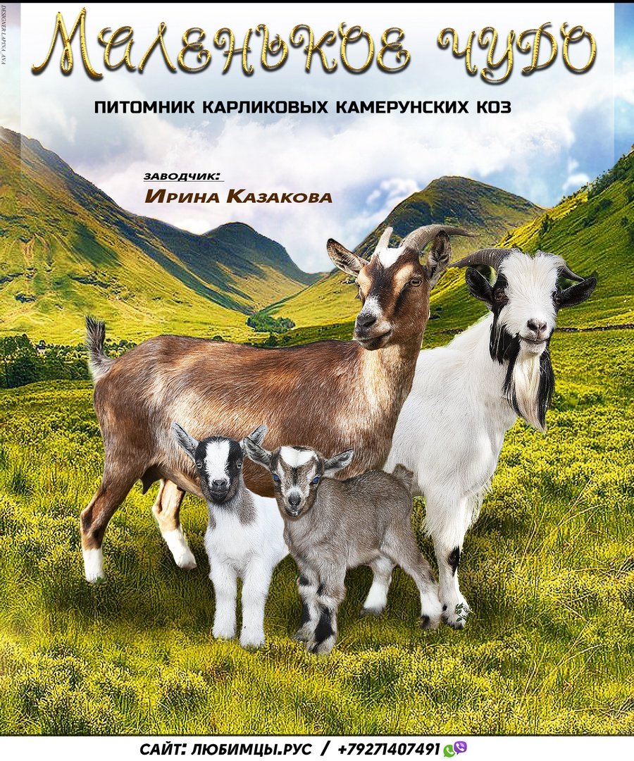 Молочная коза порода зааненская