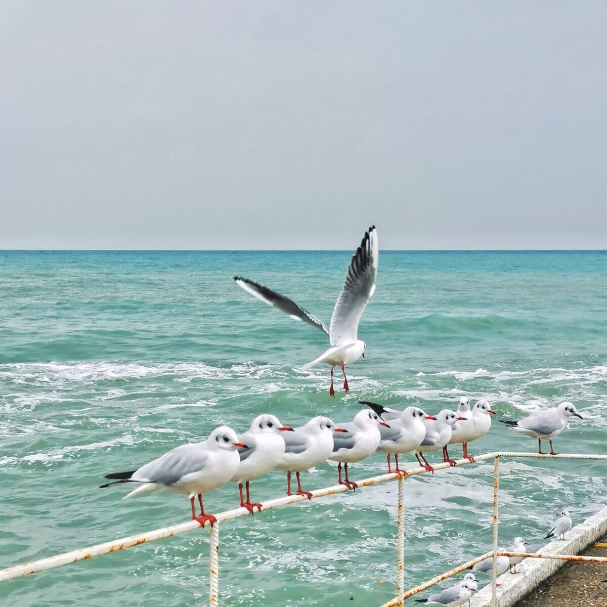 Чайка сбоку