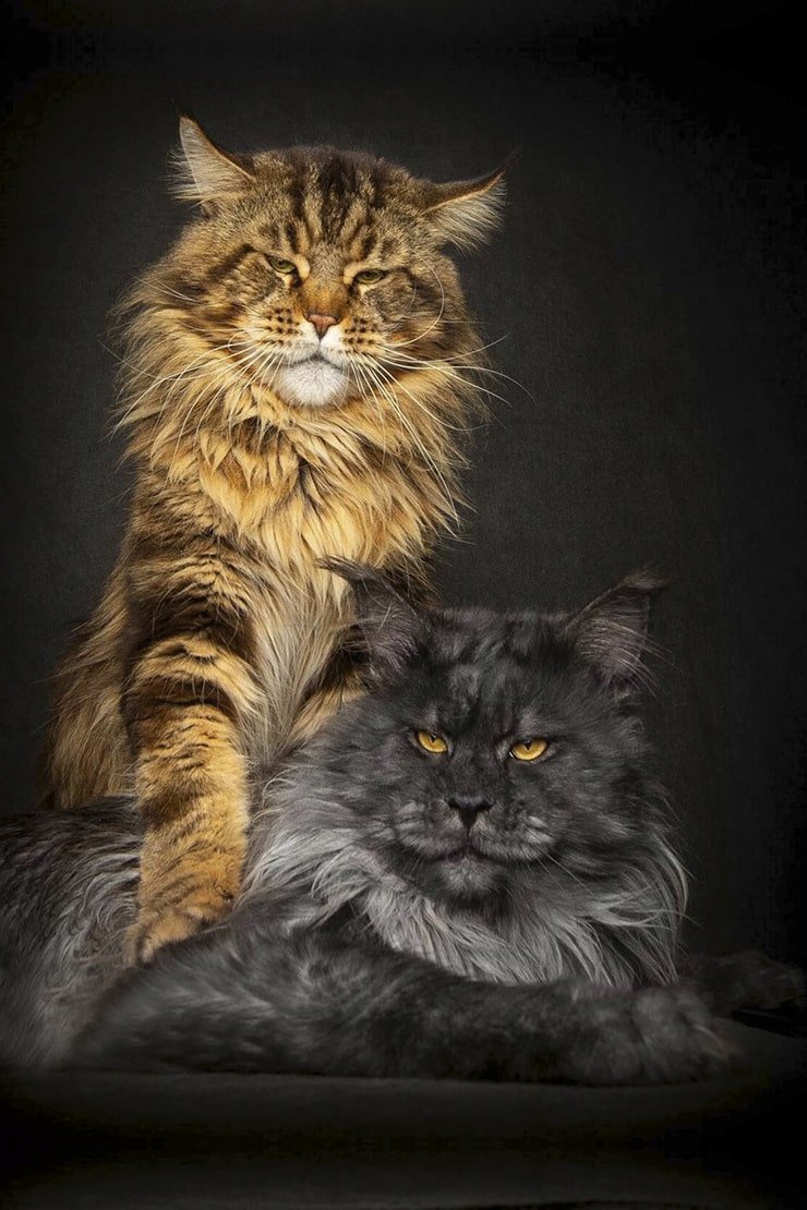 Длинношерстный Мейн кун