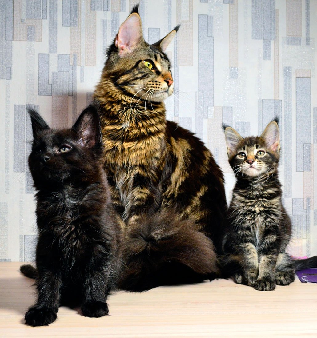 Американский Мейн кун