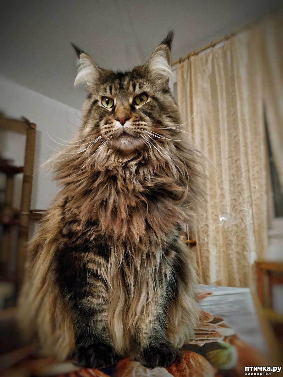 Мейн кун самец