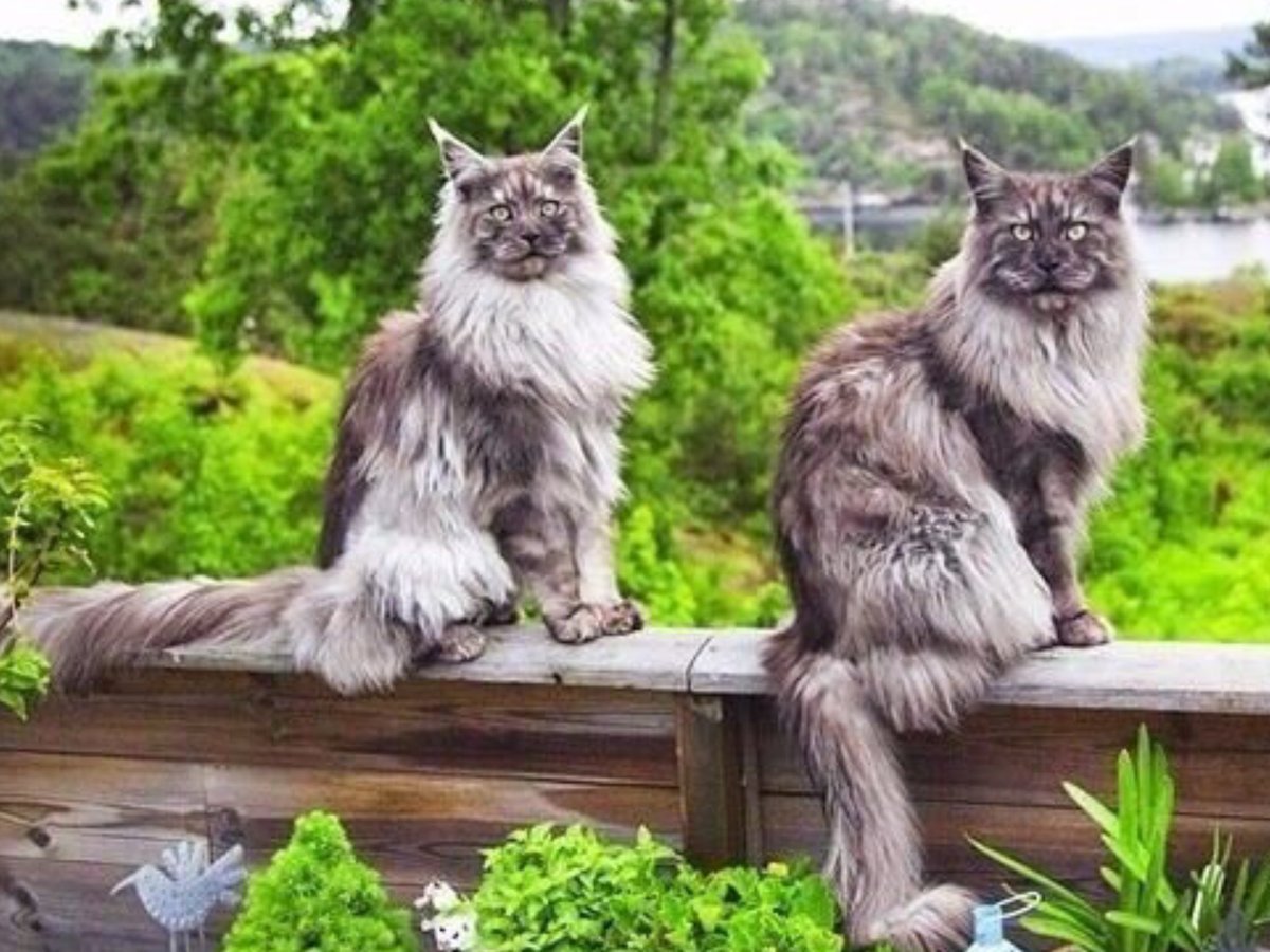 Кошка Мейн кун