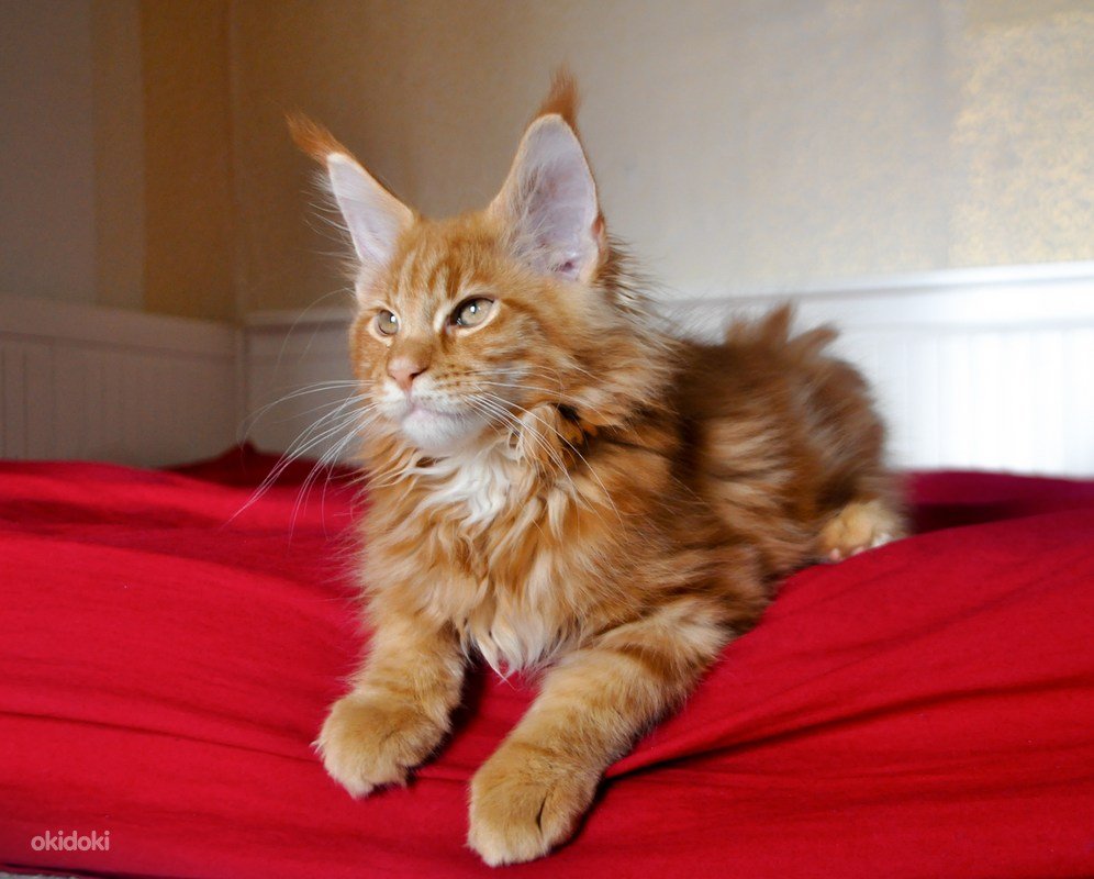 Мейн кун рыжий