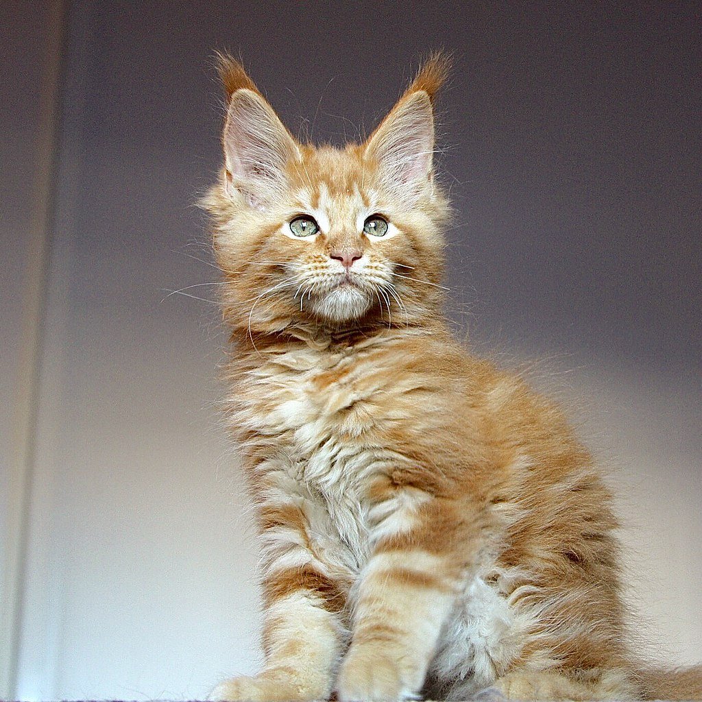 Мейн кун Валькирия