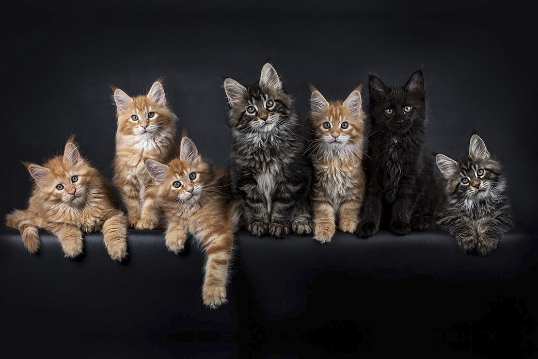 Много много Мейн кунов