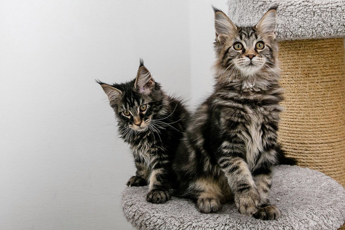 Мейн кун метис