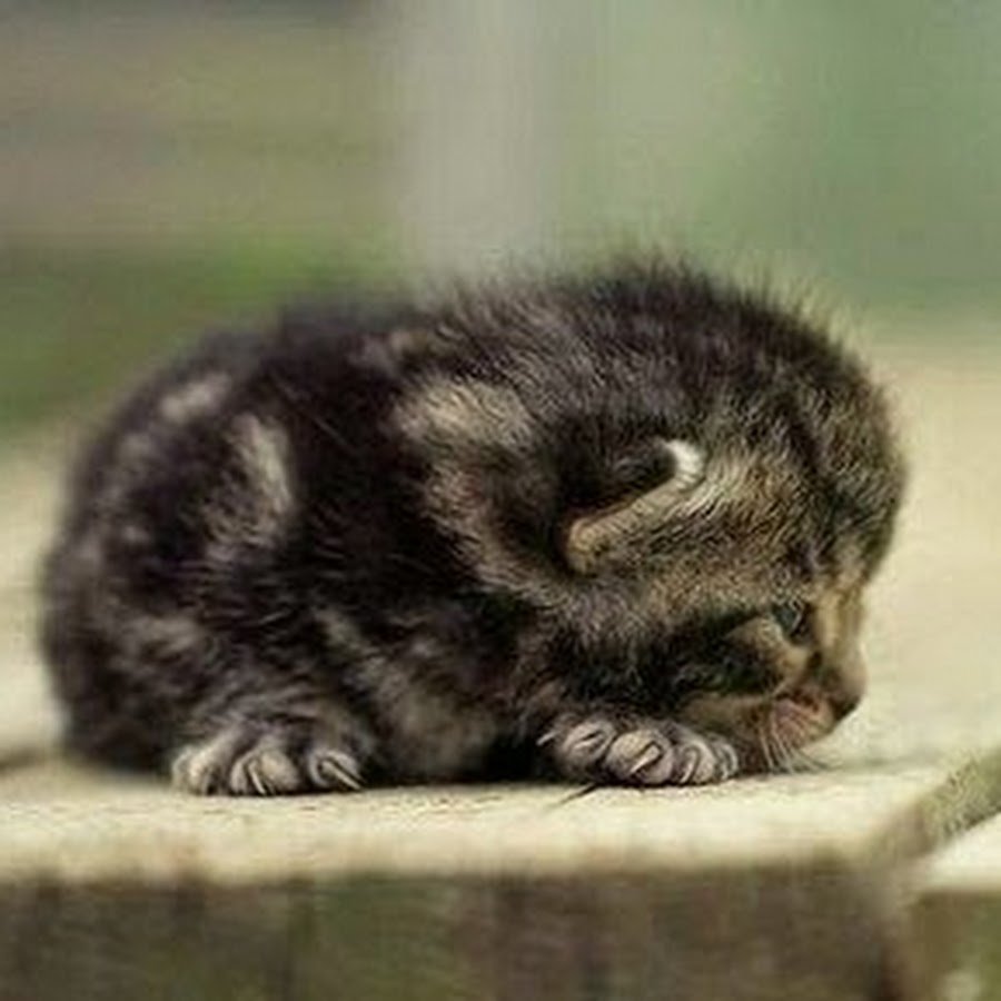 Плачущий котенок