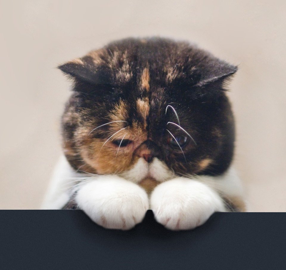 Котик грустит