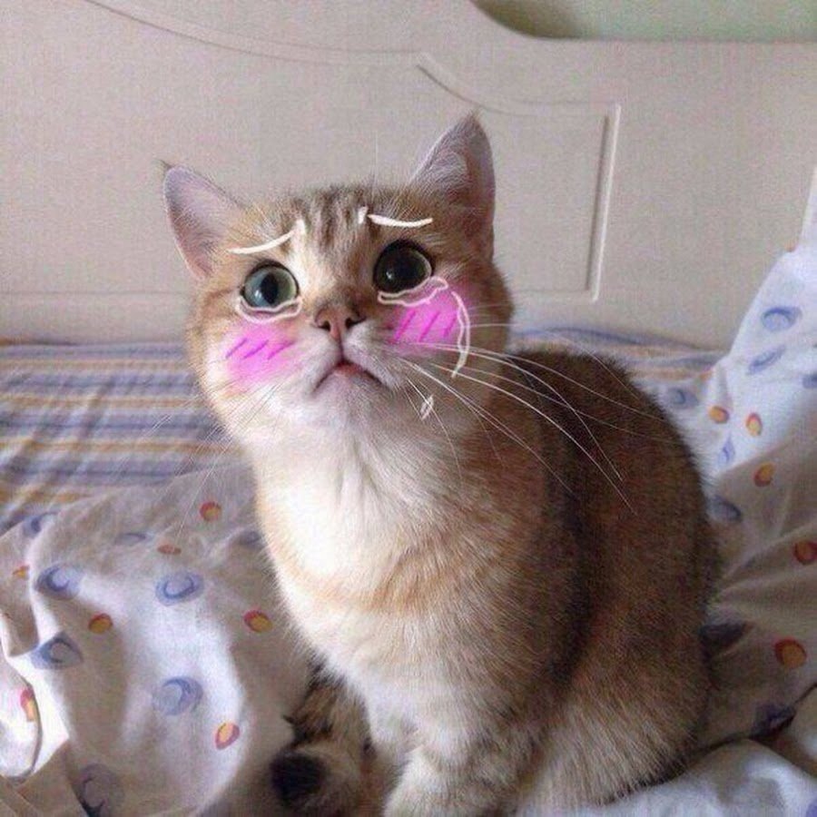 Плачущий котик