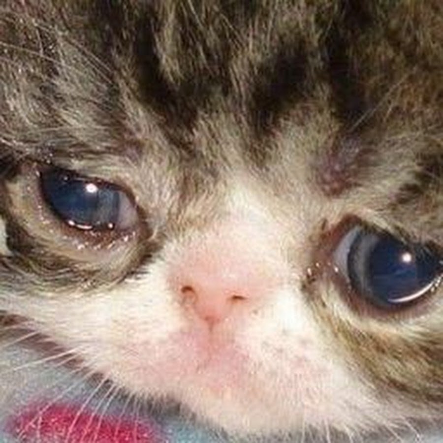 Котенок плачет ы