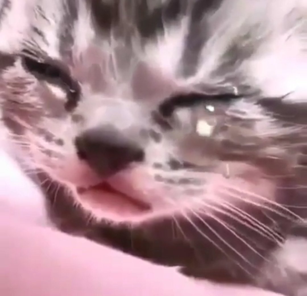 Грустный котенок