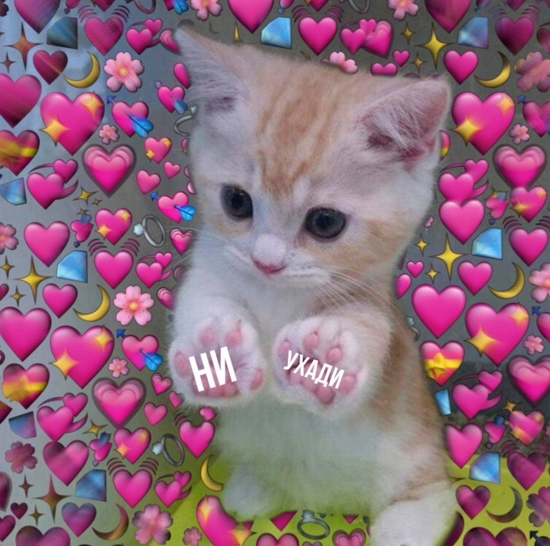 Кошка плачет картинки