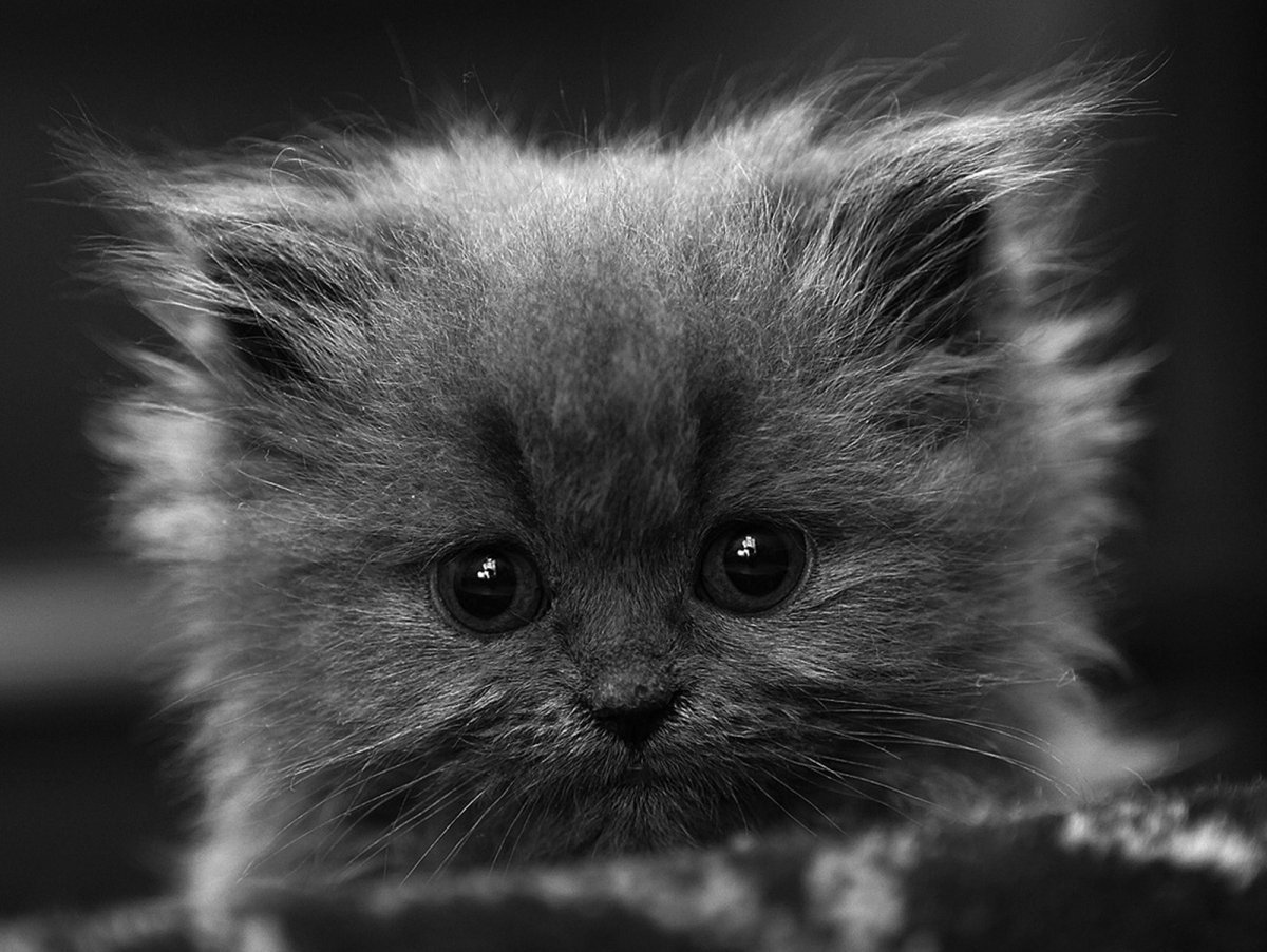 Апофис художник