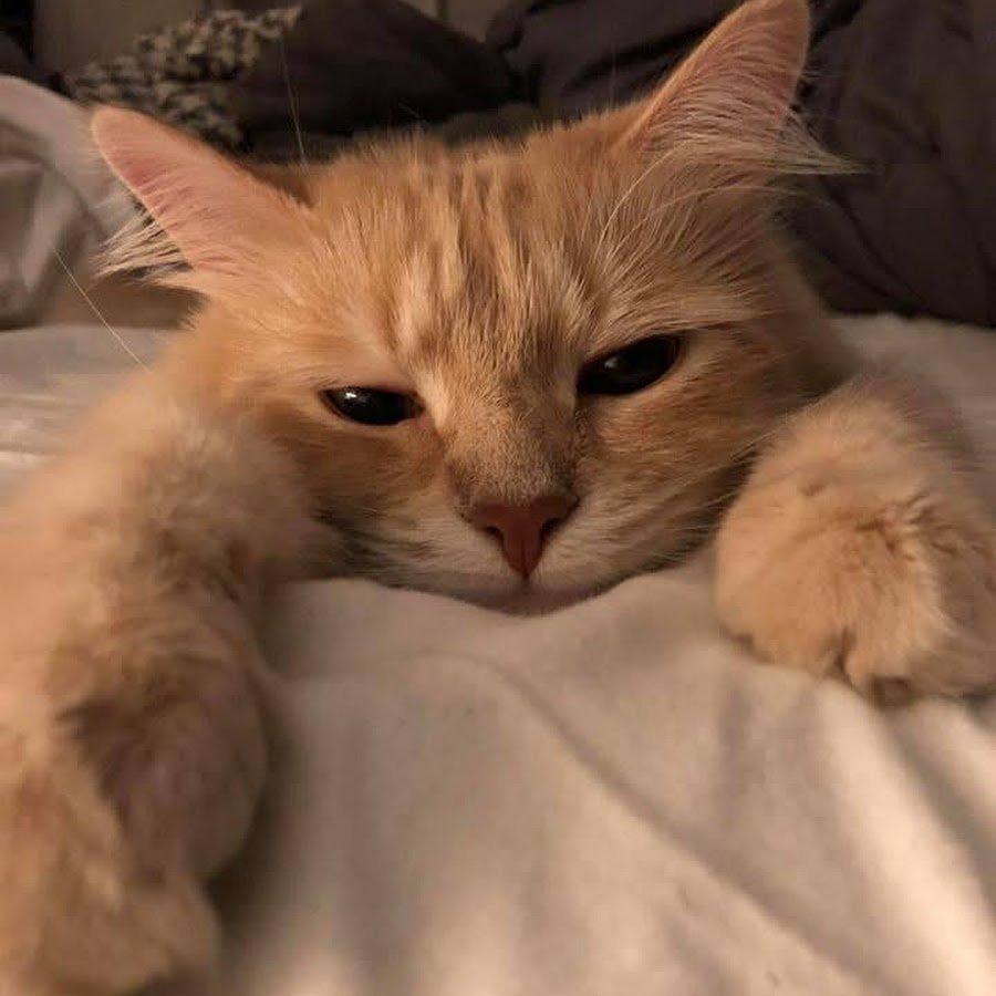 Плачущие коты мемы