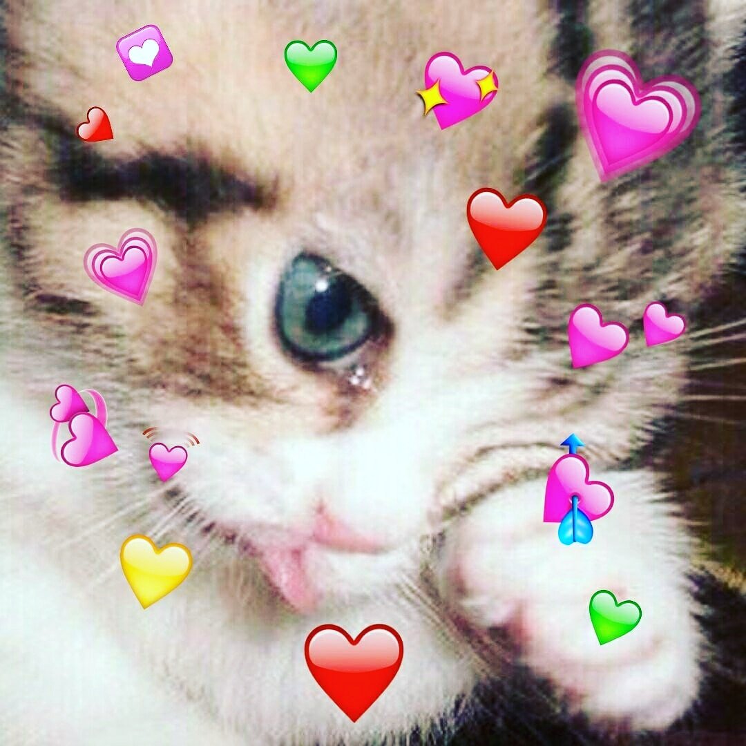 Котенок плачет