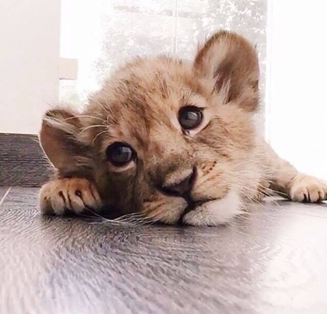 Рыжие коты приносят счастье