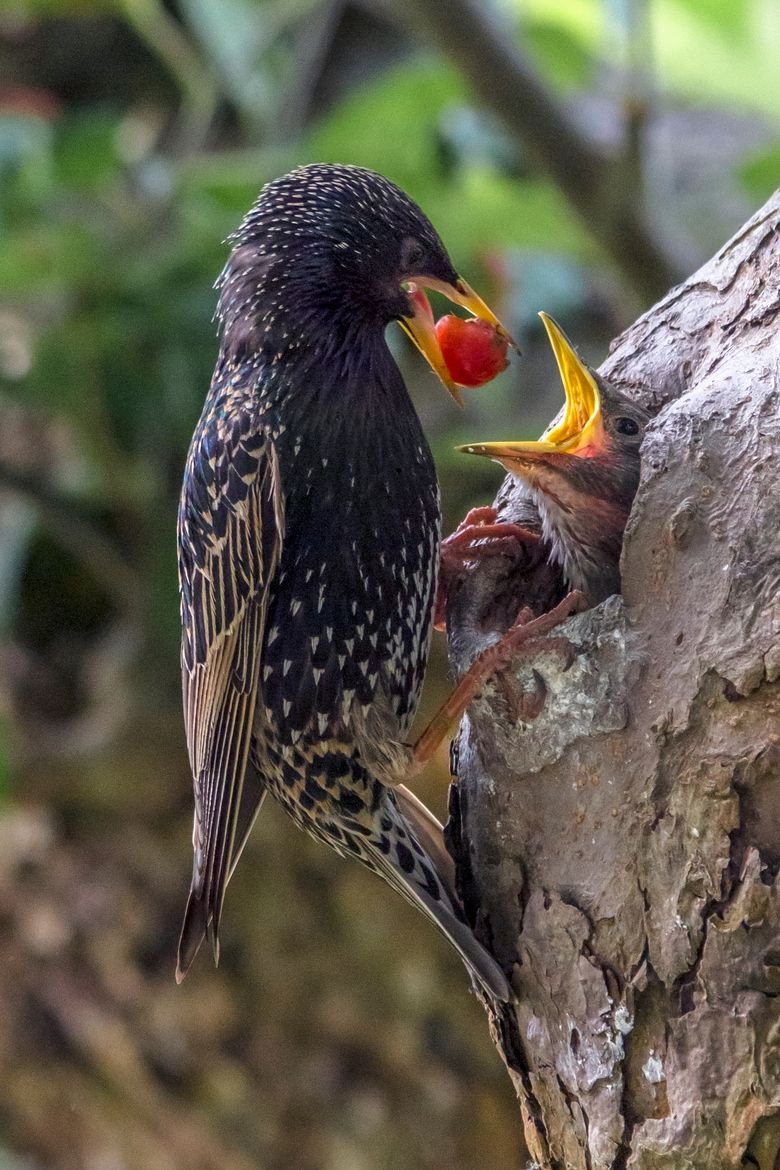 Слеток скворца