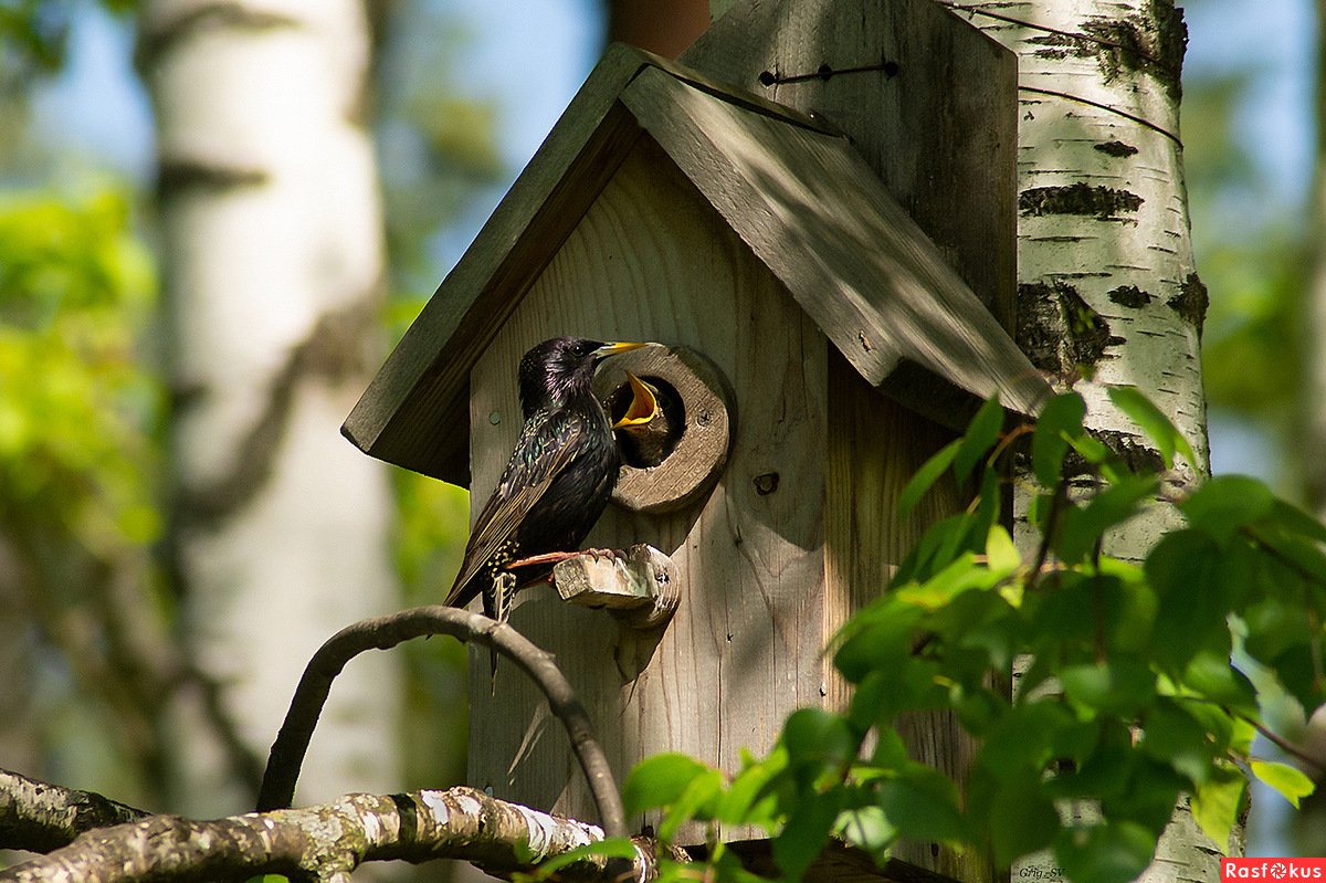 Жилище скворца