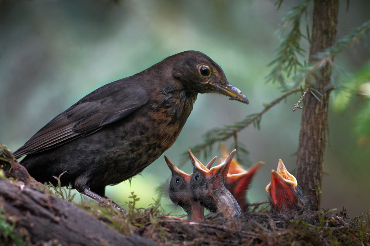 Слеток черного дрозда