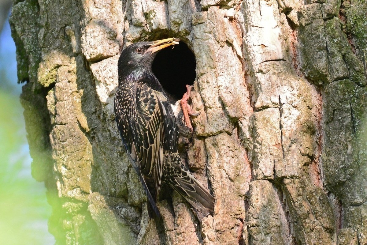 Гнездо скворца