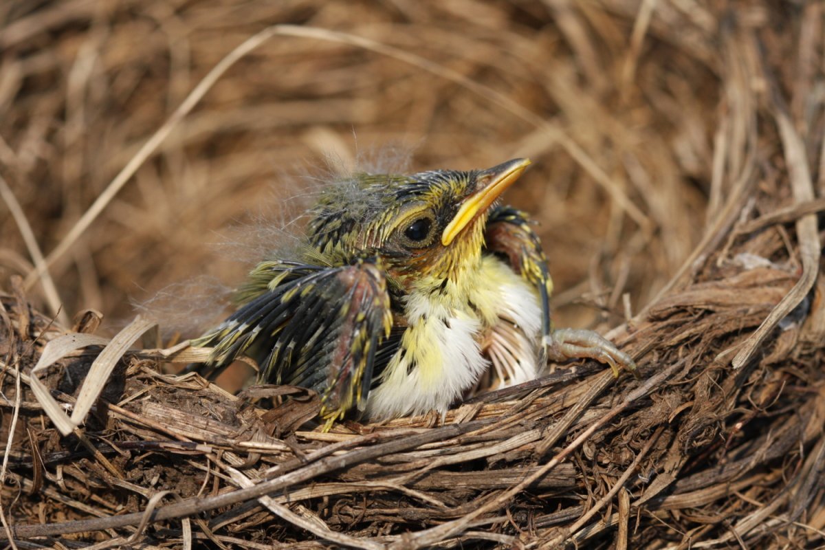 Гнезда Скворцов