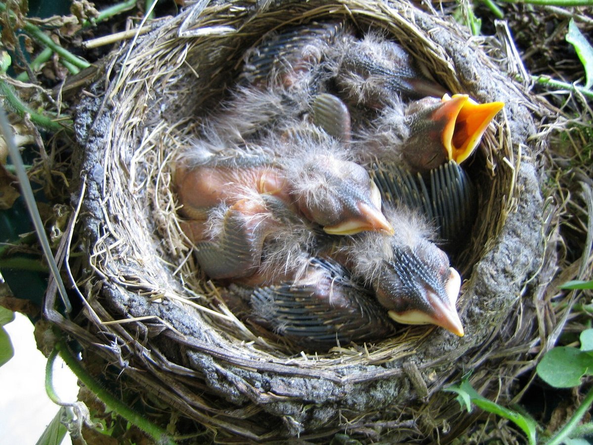 Гнездо скворца