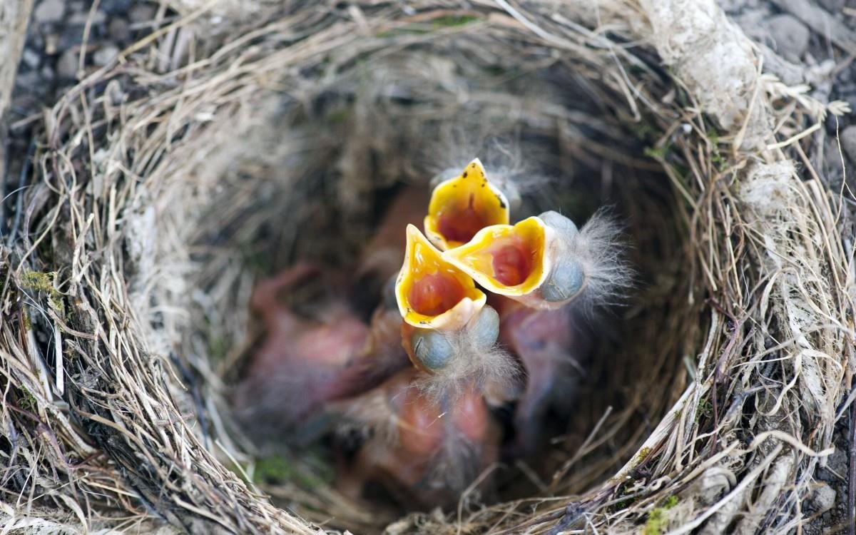 Скворец птенец слеток