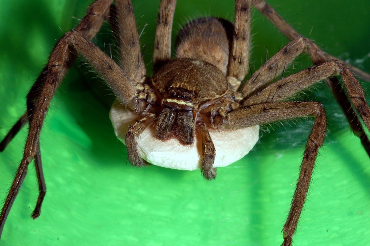 Паук-Егерь (Huntsman Spider)