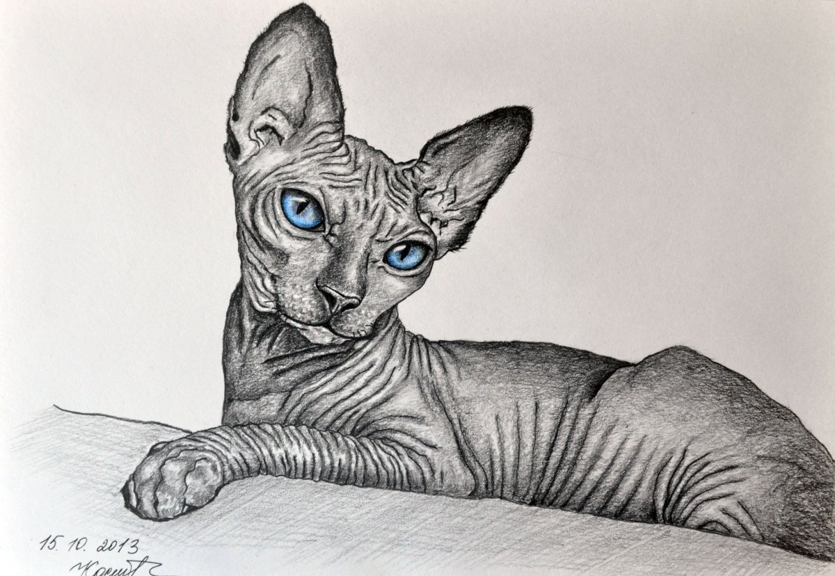 Канадский сфинкс Лунная кошка