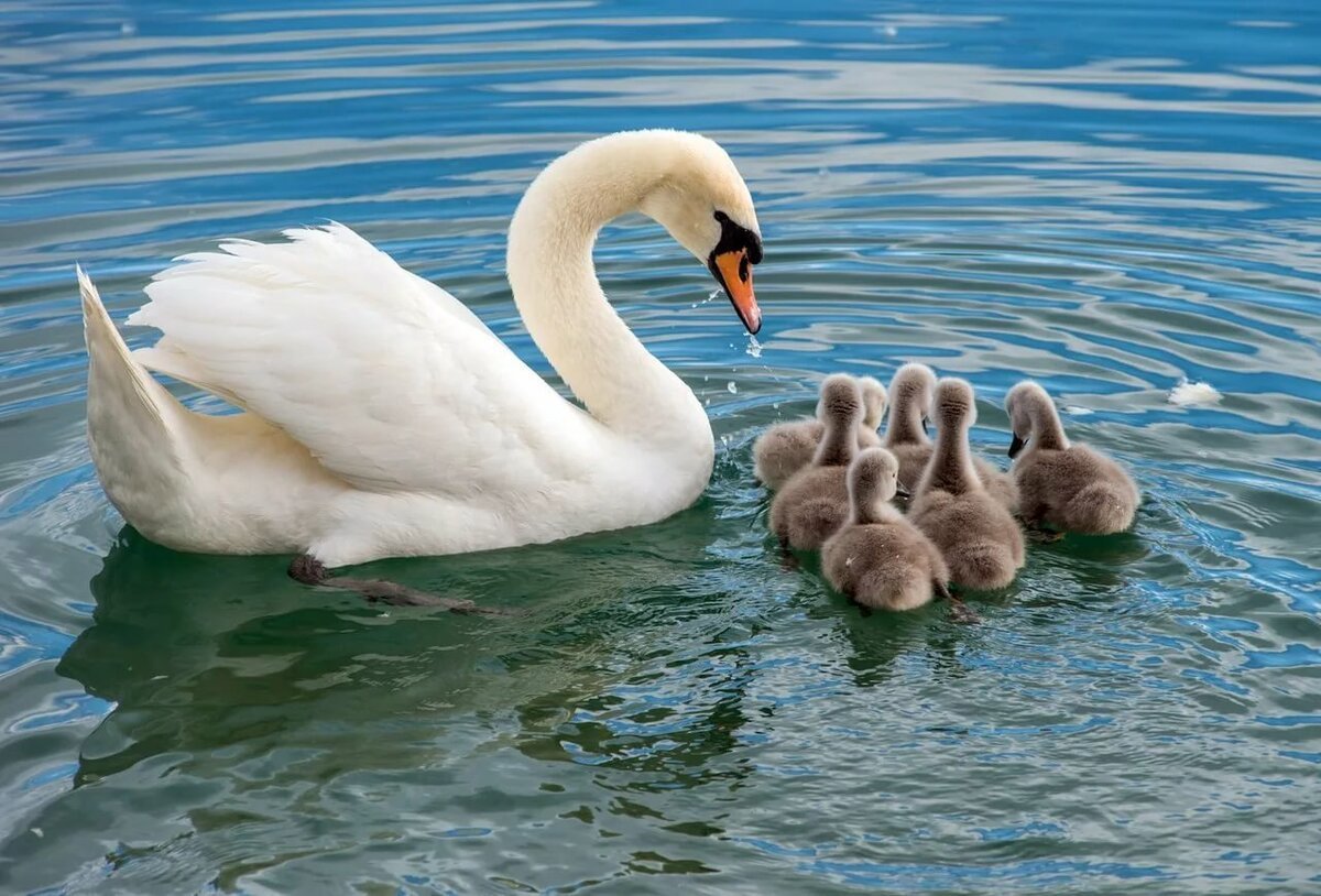 Птенец лебедя черного