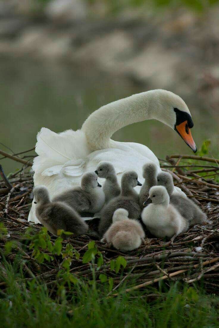 Лебедь шипун с птенцами