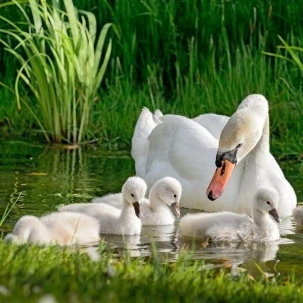 Лебеди стадом