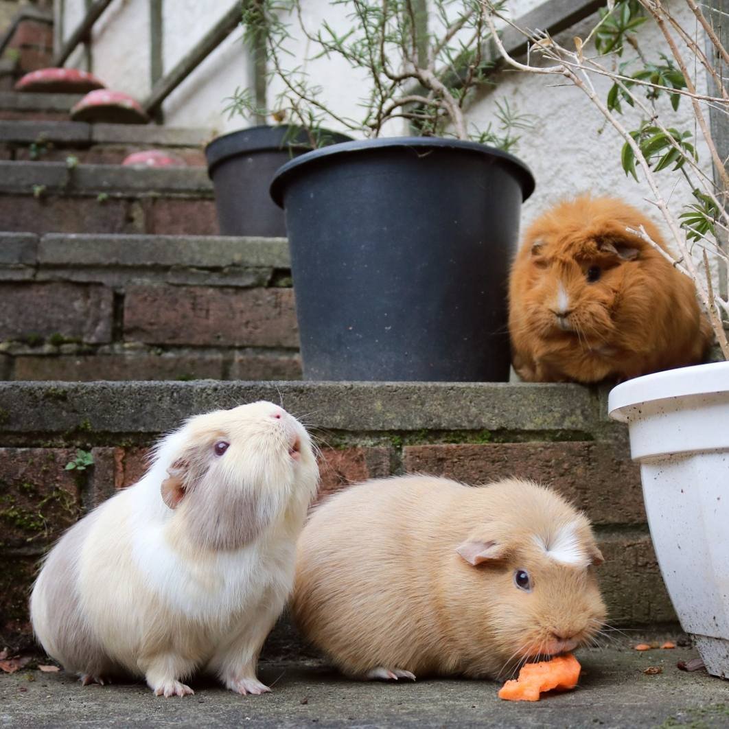 Куй морская Свинка