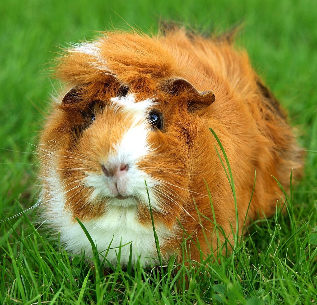 Морские свинки