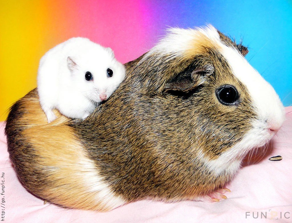 Морская Свинка и джунгарский хомяк