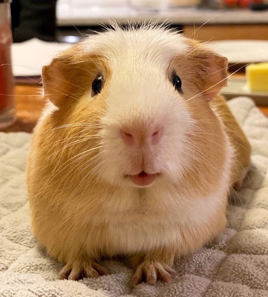 Морская Свинка Сирша