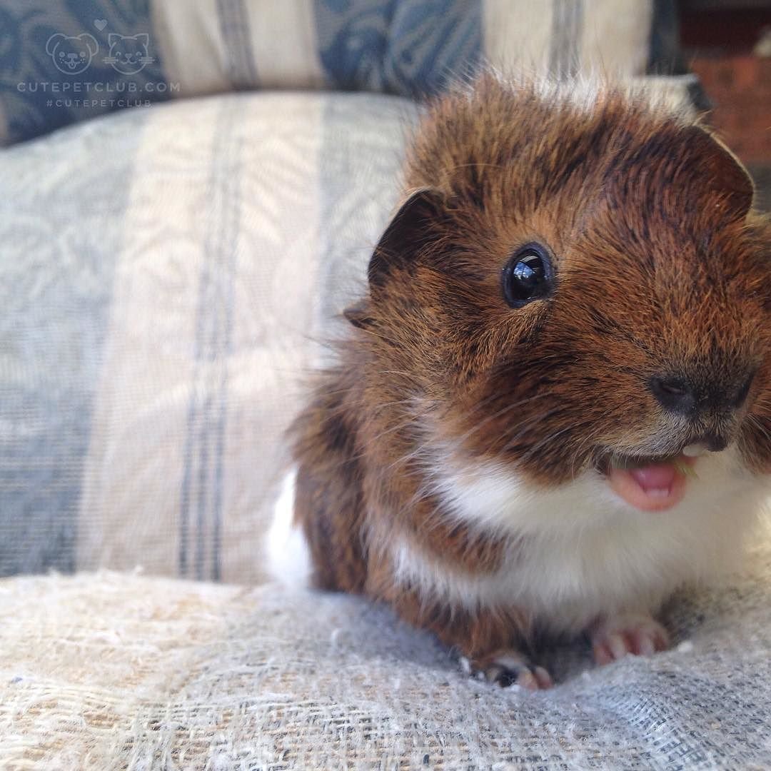 Забавные морские свинки