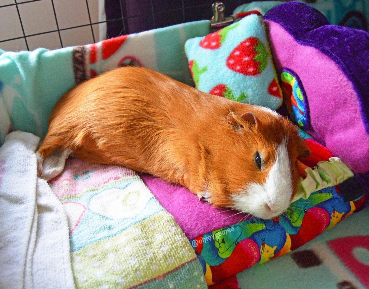 Морская Свинка 2 кг