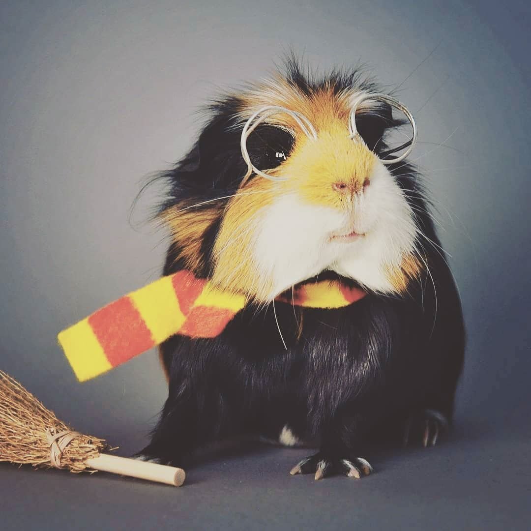 Морская Свинка в костюме Гарри Поттера