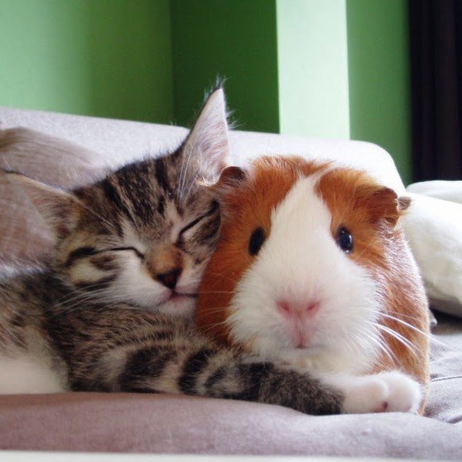 Кот обнимает хомяка