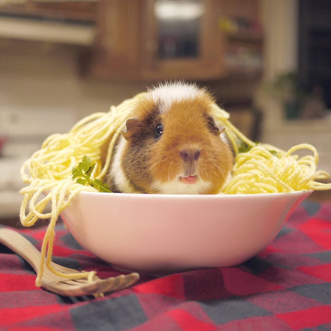 Тарелки для морских свинок