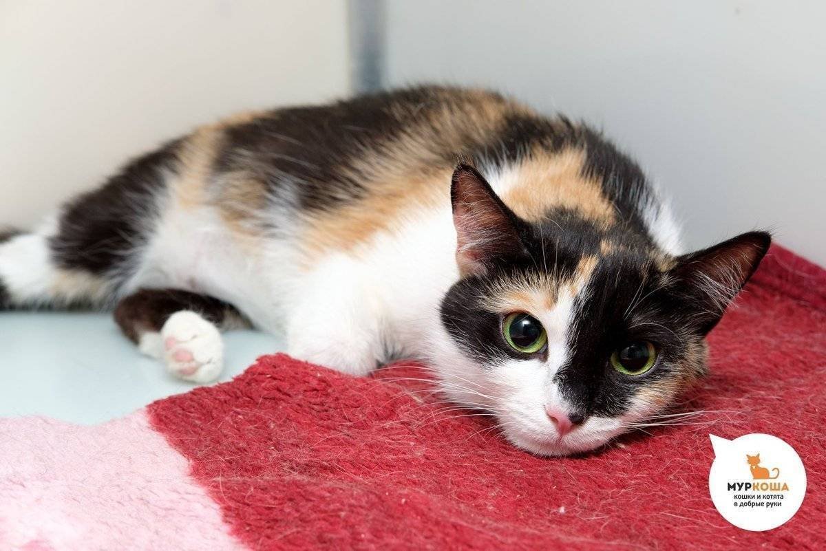 Трехцветные кошки Калико